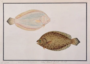 Lenguado de Dientes Grandes, de Dibujos de Peces de Malaca, c.1805-18
